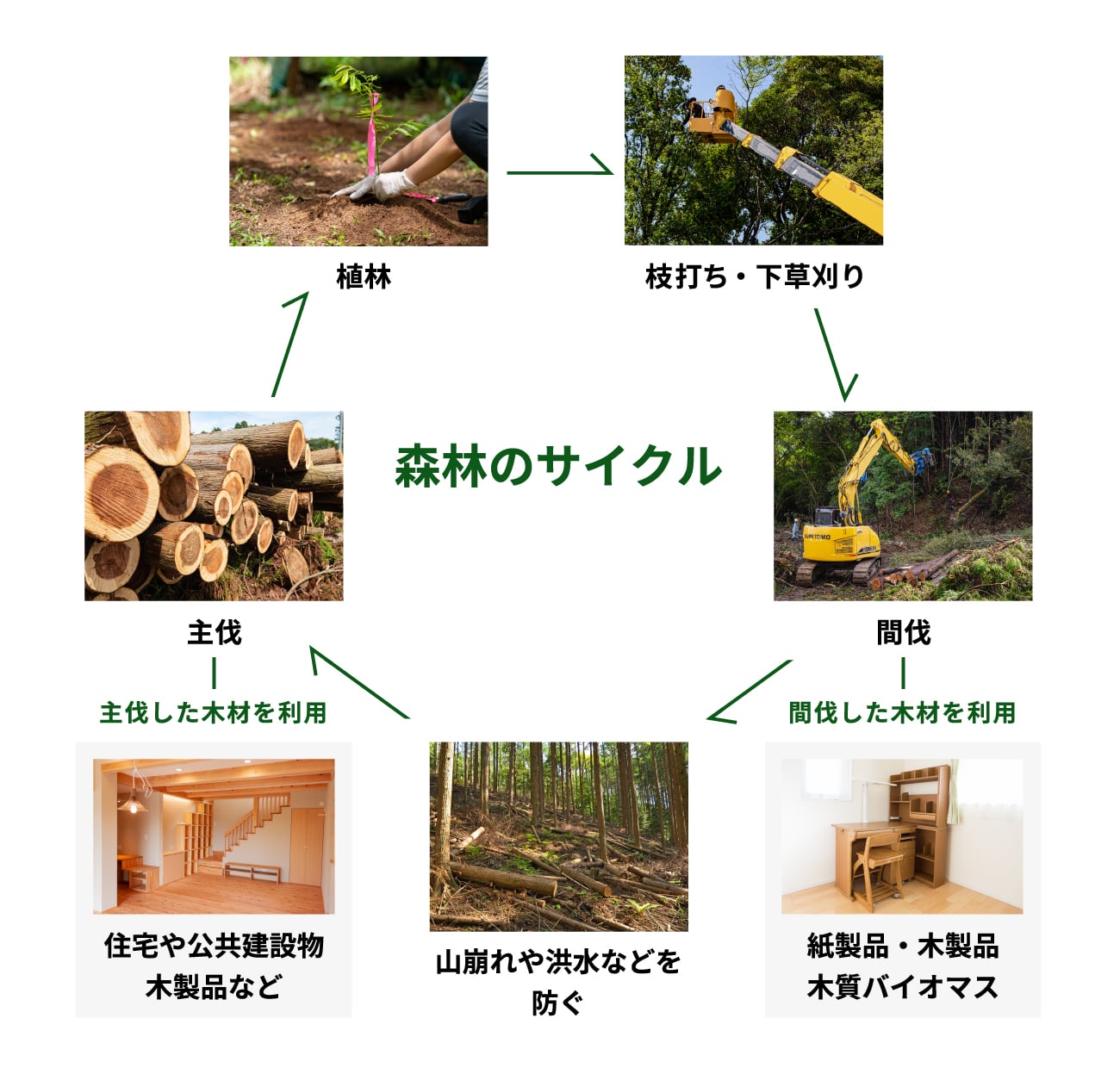 事業内容・森林のサイクル